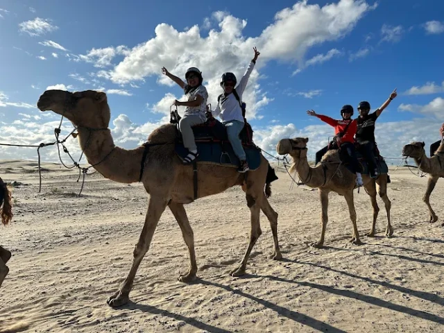 Camels